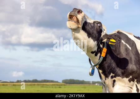 Heulende Kuh, schwarz-weiß mürrisch, in einem Feld flüchtig, rechter Kopf angehoben, blauer Himmel Stockfoto