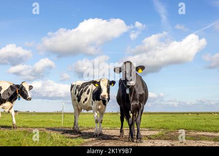 2 Kühe schwarz und weiß, stehen auf einem Feldweg, in den Niederlanden, friesisch-holsteinisch und einem blauen Himmel, Horizont über Land Stockfoto