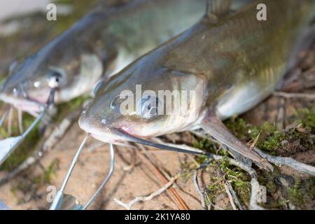 Zwei frisch gefangener Welse, die auf einem Stringer stehen Stockfoto