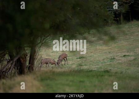 Rothirse auf der Wiese. Hirsch während der Brunftzeit. Rehe patrouillieren auf der Wiese. Europäische Wildtiere Natur. Stockfoto