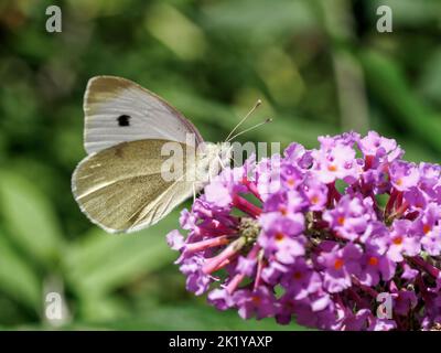Kohl-weißer Schmetterling (pieris brassicae), der sich von einer buddleja-Blume ernährt Stockfoto