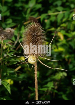Kleine Schneckenschale, die an einem Samenkopf mit Teasel vor grünem Hintergrund befestigt ist Stockfoto