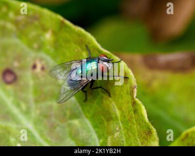 Saubere Nahaufnahme einer gewöhnlichen Greenbottle Fliege - lucilla caesar - auf einem Blatt an einem sonnigen Herbstnachmittag. Stockfoto