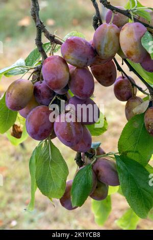 Victoria-Pflaumen am Baum Stockfoto
