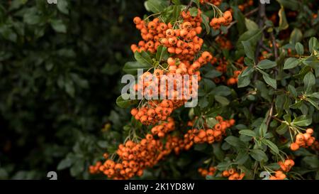 Auf einem Busch wachsende Firethorn-Früchte (Pyramicantha coccinea). Foto im Herbst aufgenommen. Stockfoto