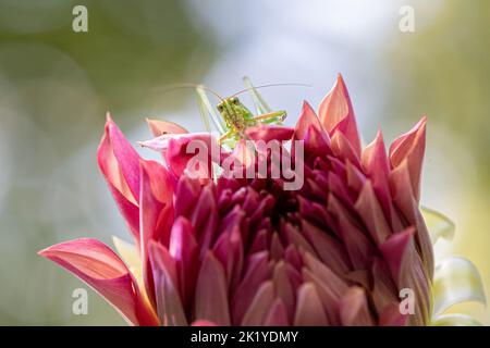 Gabelschwanz-Katydid auf Dahlie. Stockfoto