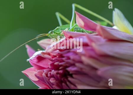 Gabelschwanzbusch katydid auf Dahlie. Nahaufnahme. Stockfoto