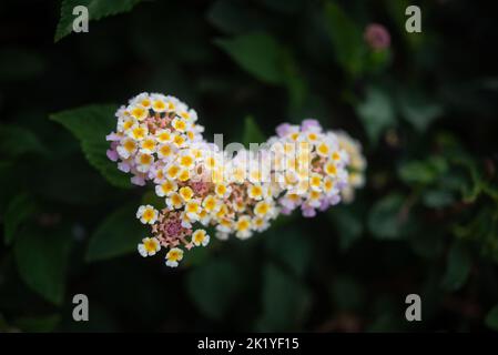lantana aculeata weiß, yeallow und rosa Blüten auf dunkelgrünen Blättern Hintergrund Stockfoto