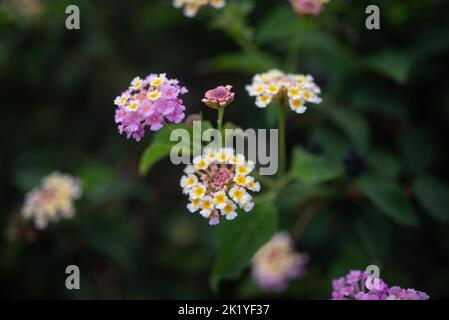 lantana aculeata weiß, yeallow und rosa Blüten auf dunkelgrünen Blättern Hintergrund Stockfoto