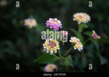 lantana aculeata weiß, yeallow und rosa Blüten auf dunkelgrünen Blättern Hintergrund Stockfoto