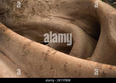 Hintergrund der meist verschwommenen Rindenstruktur der Ficus macrophylla-Wurzeln, banyan-Baum Stockfoto