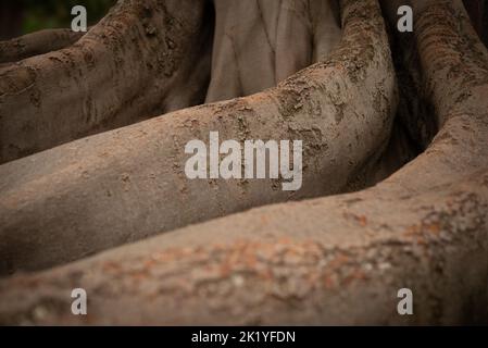 Hintergrund der meist verschwommenen Rindenstruktur der Ficus macrophylla-Wurzeln, banyan-Baum Stockfoto