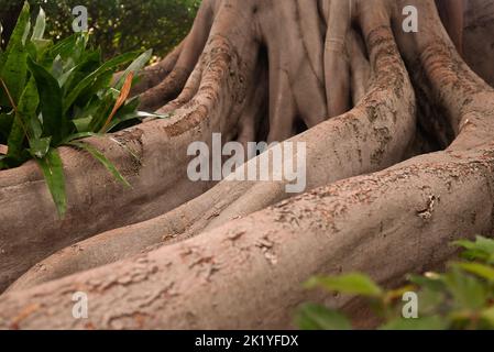 Hintergrund der meist verschwommenen Rindenstruktur der Ficus macrophylla-Wurzeln, banyan-Baum Stockfoto