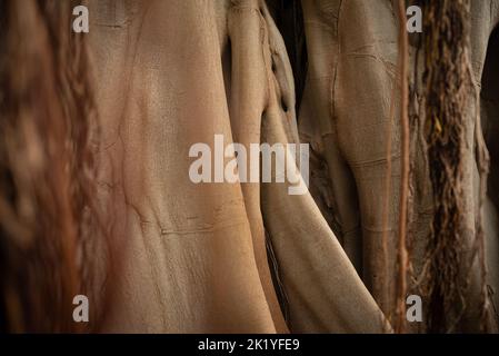 Hintergrund der meist verschwommenen Rindenstruktur von Ficus macrophylla-Antennenwurzeln, banyan-Baum Stockfoto