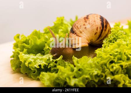 Die Achatina-Schnecke sitzt auf einem frischen grünen Salatblatt Stockfoto