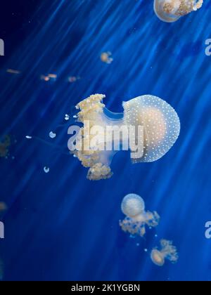 Eine Nahaufnahme von Quallen, die unter Wasser schwimmen, beleuchtet mit Licht auf blauem Hintergrund Stockfoto