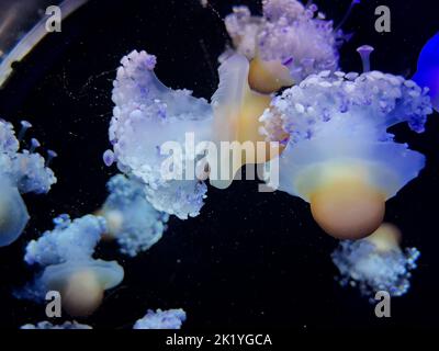 Eine Nahaufnahme von Quallen, die unter Wasser schwimmen, beleuchtet mit einem blauen Licht auf dunklem Hintergrund Stockfoto