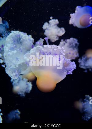 Eine Nahaufnahme von Quallen, die unter Wasser schwimmen, beleuchtet mit einem blauen Licht auf dunklem Hintergrund Stockfoto