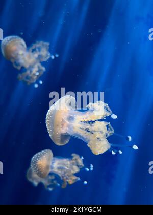 Eine Nahaufnahme von Quallen, die unter Wasser schwimmen, beleuchtet mit Licht auf blauem Hintergrund Stockfoto