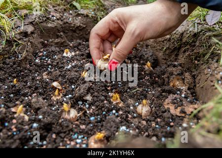 Hand sadi in Boden-Boden-Blumenzwiebeln. Hand hält eine Krokusbirne, bevor sie in den Boden gepflanzt wird Stockfoto