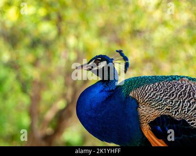 pfau im Profil, Nahaufnahme Porträt Pfau Körper in der Natur Stockfoto