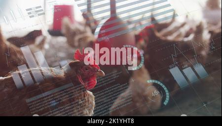 Bild der Verarbeitung finanzieller Daten über Hühner auf dem Bauernhof Stockfoto