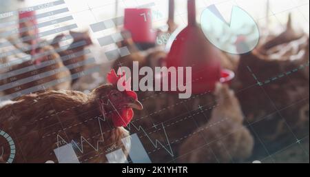 Bild der Verarbeitung finanzieller Daten über Hühner auf dem Bauernhof Stockfoto