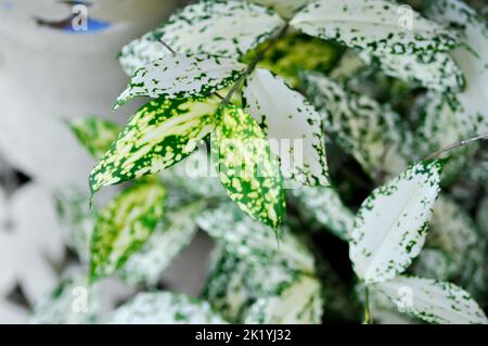 Dracaena surculosa Lindl, Goldstaub dracaena oder zweifarbige Pflanze oder weißes Blatt Stockfoto