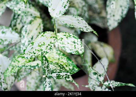 Dracaena surculosa Lindl, Goldstaub dracaena oder zweifarbige Pflanze oder weißes Blatt Stockfoto