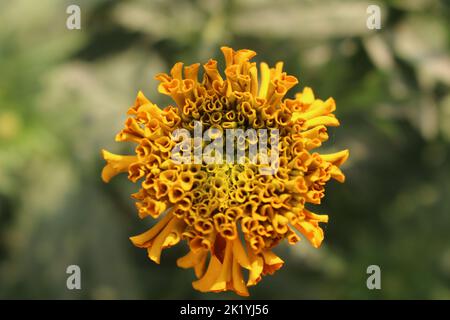 Genda Flower Stockfoto