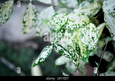 Dracaena surculosa Lindl, Goldstaub dracaena oder zweifarbige Pflanze oder weißes Blatt Stockfoto