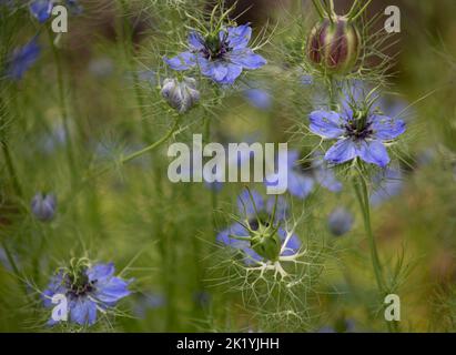 Nigella damascena liebt im Nebel Stockfoto