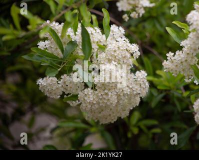Weißdorn-Busch in Blüte Stockfoto