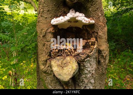 Zwei verschiedene Pilze wachsen auf einem Baum im lagan-Tal Stockfoto