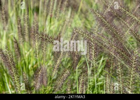 Pennisetum alopecuroides 'Dark Desire' (chinesisches Brunnengras) in Blüte. Ziergras mit dunkelviolett-schwarzen Blütenköpfen im Spätsommer Stockfoto