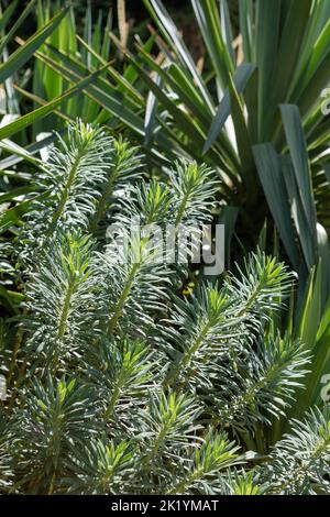 Laubformen von Euphorbia characias subsp. Wulfenii (Mittelmeerspurge) mit Yucca gloriosa (spanischer Dolch) im Hintergrund Stockfoto