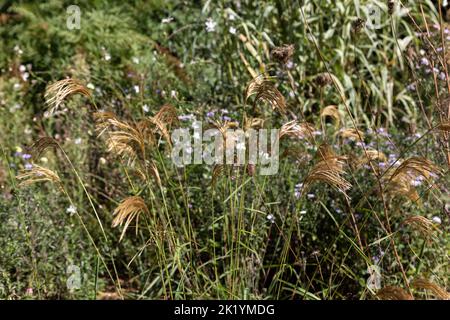 Goldene - gelbe Blütenköpfe von Miscanthus nepalensis in naturalistischer Pflanzung (Himalaya-Feengras, Nepal-Silbergras) Stockfoto