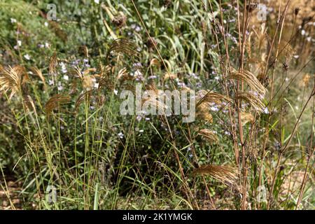 Goldene - gelbe Blütenköpfe von Miscanthus nepalensis in naturalistischer Pflanzung (Himalaya-Feengras, Nepal-Silbergras) Stockfoto