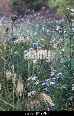 Goldgelbe Blütenköpfe von Miscanthus nepalensis mit Symphyotrichum turbinellum in naturalistischer Pflanzung (Himalaya-Feengras, Nepalesilbergras Stockfoto