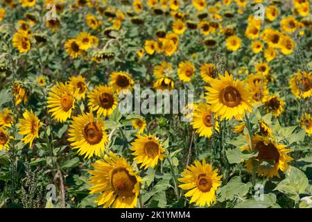 Eine große Menge eines Unkrauts, bekannt als Chenopodium-Album, wächst in einem Feld junger Sonnenblumen. Stockfoto