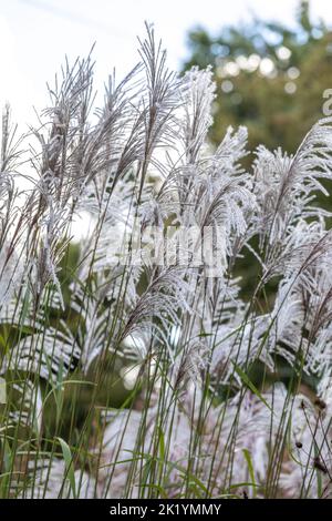 Ziergras Miscanthus sinensis 'Nishidake' - silbrig-weiße, gefiederte Blüten, die hoch über dem Laub gehalten werden Stockfoto