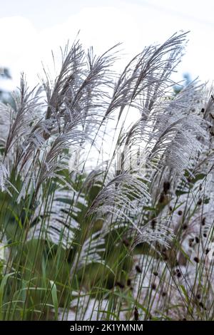 Ziergras Miscanthus sinensis 'Nishidake' - silbrig-weiße, gefiederte Blüten, die hoch über dem Laub gehalten werden Stockfoto