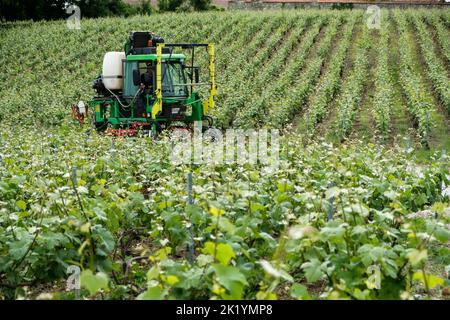 Les coteaux et les vignes de Champagne sont repartis sur la majeure Partie de la Montagne de Reims - Entre Vrigny et Pargny-les-Reims | der Weinberg A Stockfoto