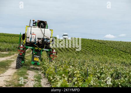 Les coteaux et les vignes de Champagne sont repartis sur la majeure Partie de la Montagne de Reims - Entre Vrigny et Pargny-les-Reims | der Weinberg A Stockfoto