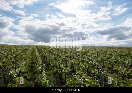 Les coteaux et les vignes de Champagne sont repartis sur la majeure Partie de la Montagne de Reims - Entre Vrigny et Pargny-les-Reims | der Weinberg A Stockfoto