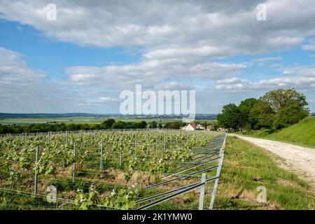 Les coteaux et les vignes de Champagne sont repartis sur la majeure Partie de la Montagne de Reims - Entre Vrigny et Pargny-les-Reims | der Weinberg A Stockfoto