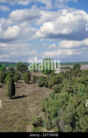 Juniper Heathland in Elmpter Schwalmbruch Nature Reserve in der Nähe von Brüggen, Deutschland Stockfoto