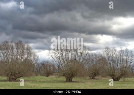 Landschaft im Naturschutzgebiet Himmelgeister Rheinboden am Rhein in der Nähe von Düsseldorf Stockfoto