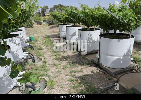 ISRAEL, Region Negev, Volcani Agriculture Research Center, Zweigstelle Gilat Research Center for ARId & Semi-ARId Agricultural Research-GCASAR, Entwicklung fortschrittlicher Boden- und Wasserbewirtschaftungspraktiken, kontrollierte Studie der Wirkung von bewässerungsinduziertem Salzgehalt auf Trauben in Lysimeter Stockfoto