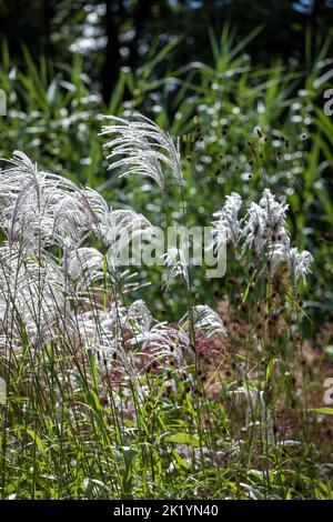 Ziergras Miscanthus sinensis 'Nishidake' - silbrig-weiße, gefiederte Blüten, die hoch über dem Laub gehalten werden Stockfoto